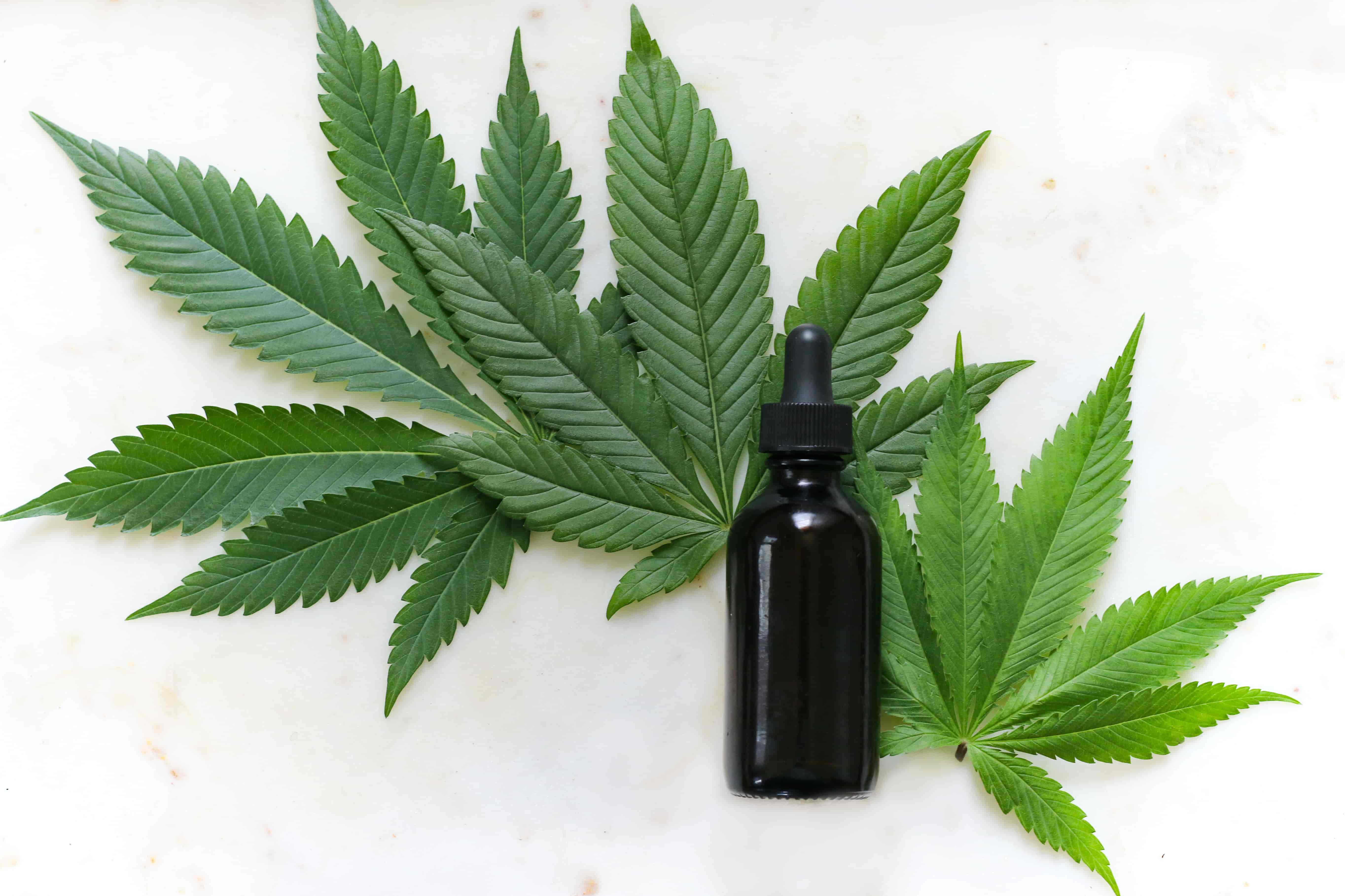 Cannabis safety training covering workplace policies and legal compliance