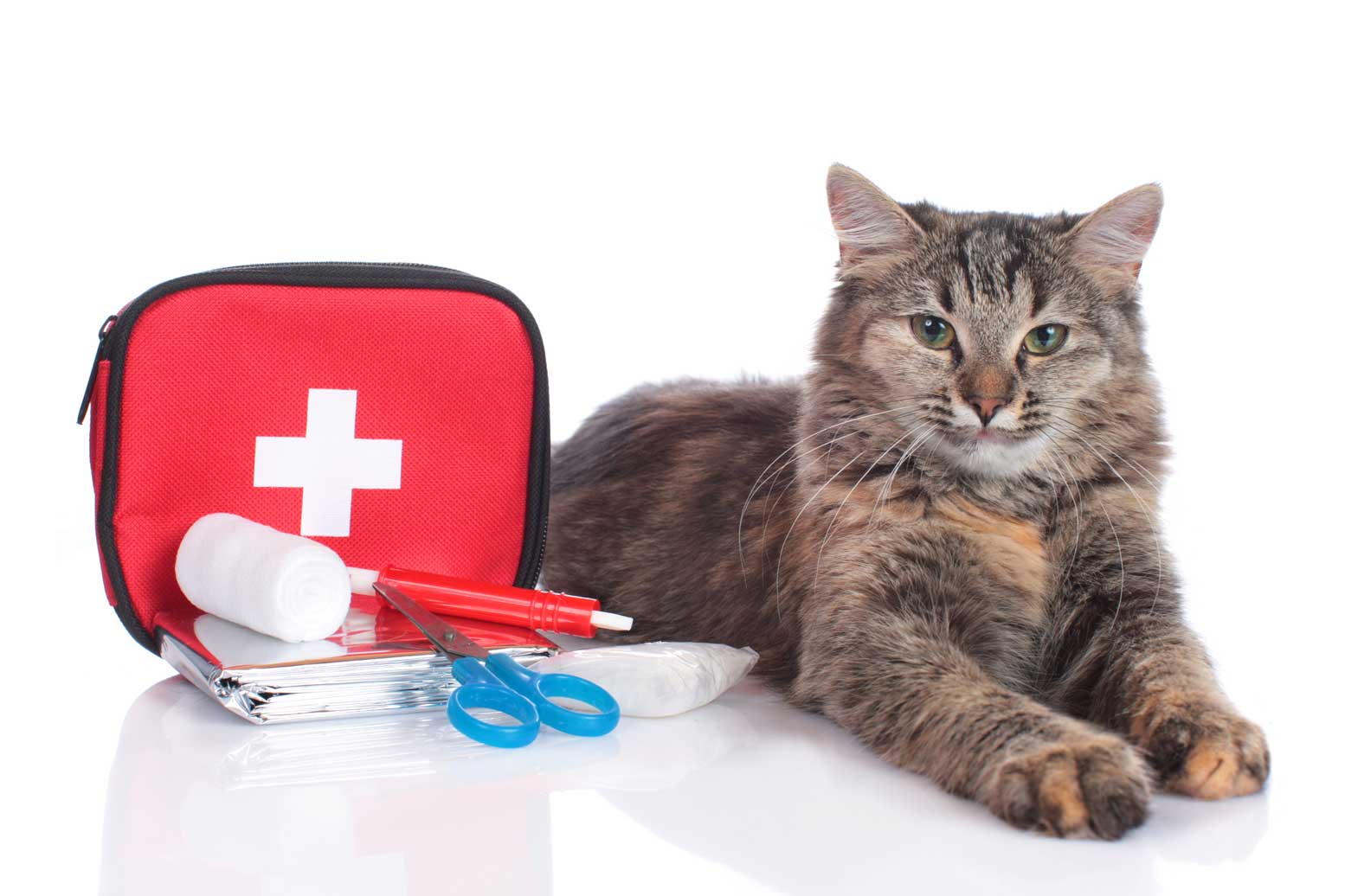 Online pet first aid course training
